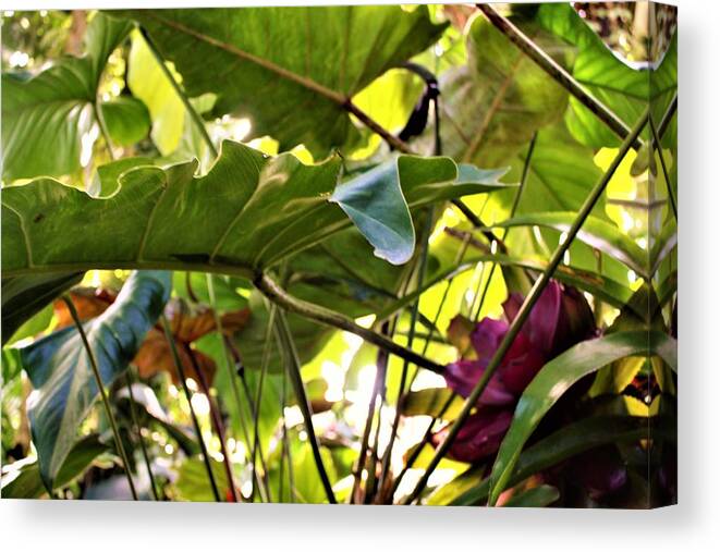 Jungle Canvas Print featuring the photograph Jungle Jive #1 by Mindy Newman