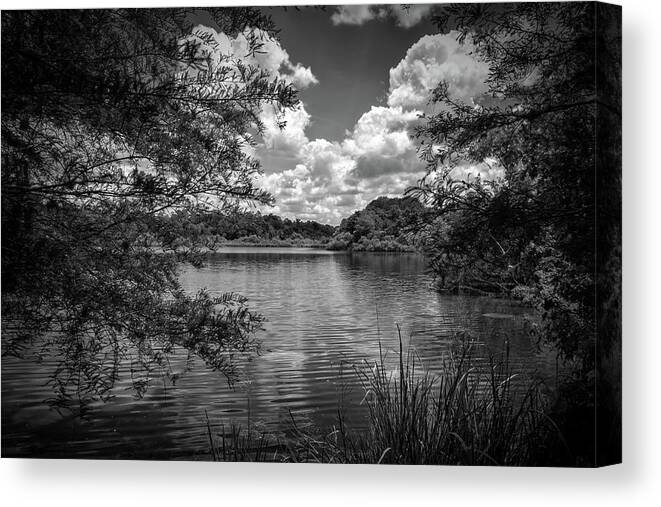 Lake Alice # Florida # Landscapes #black And White # Fujifilm # Tree Canopy # University Of Florida # Lake Alice # The Baughman Center # University Of Florida Campus # The Bat House # Canvas Print featuring the photograph Lake Alice #3 by Louis Ferreira