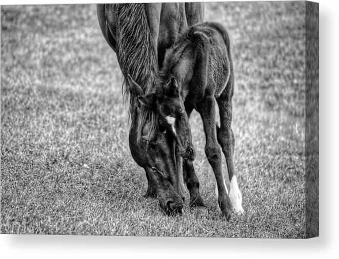 Horse Canvas Print featuring the photograph Lean on Me #1 by Joseph Caban