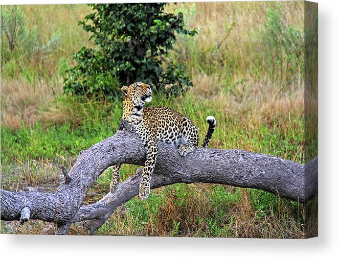 Leopard Canvas Print featuring the photograph Leopard - Botswana, Africa by Richard Krebs
