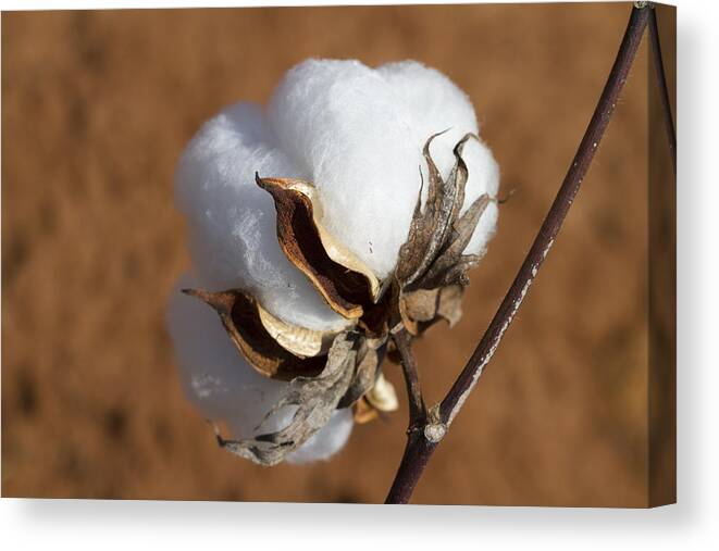 Cotton Canvas Print featuring the photograph Limestone County Cotton Boll #1 by Kathy Clark