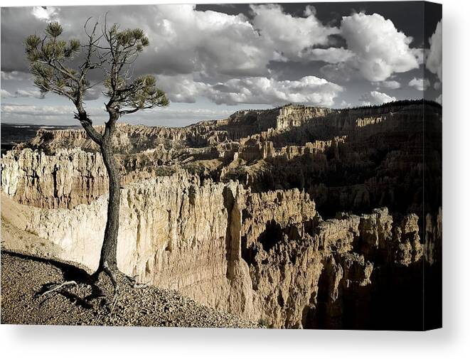 bryce Canyon Canvas Print featuring the photograph Lone Tree Canyon #1 by Mike Irwin
