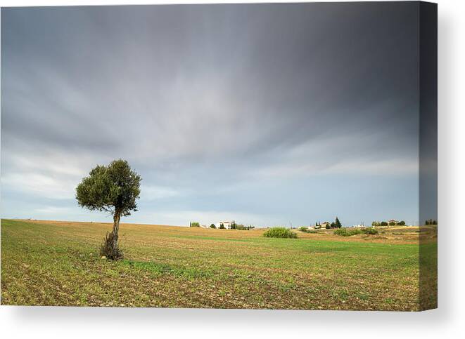 Olive Tree Canvas Print featuring the photograph Lonely Olive tree #1 by Michalakis Ppalis