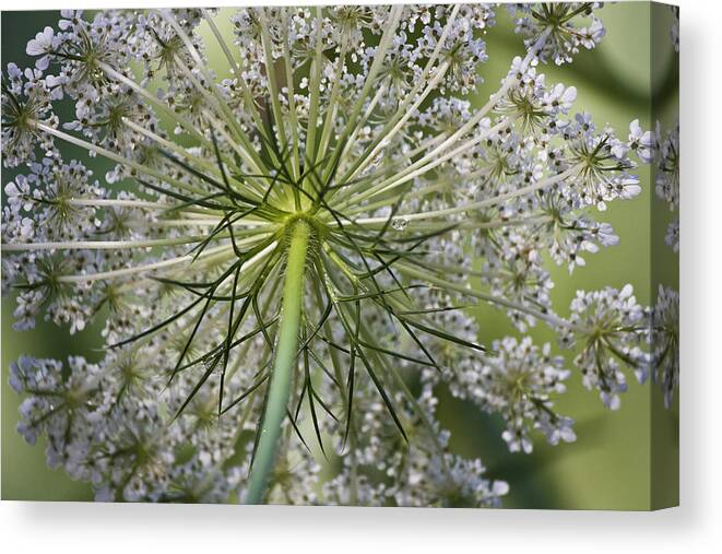 Queen Anne's Lace Canvas Print featuring the photograph Look Up #1 by Teresa Mucha