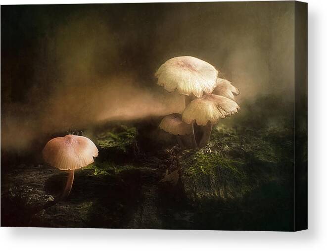 Wisconsin Canvas Print featuring the photograph Magic Mushrooms by Scott Norris