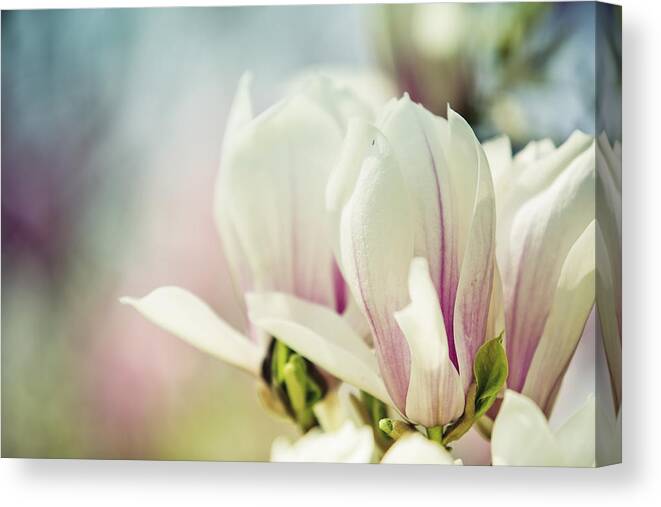 Magnolia Canvas Print featuring the photograph Magnolia #1 by Nailia Schwarz