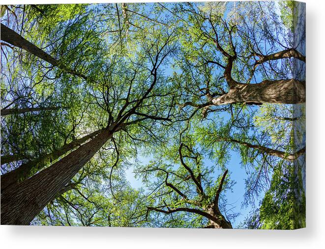 Austin Canvas Print featuring the photograph Majestic Cypress Trees by Raul Rodriguez