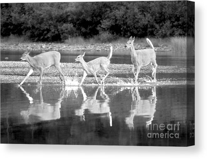  Canvas Print featuring the photograph Many Glacier Deer 1 #1 by Adam Jewell