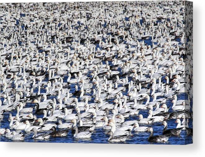 Snow Geese Canvas Print featuring the photograph Migration Break #1 by J Laughlin