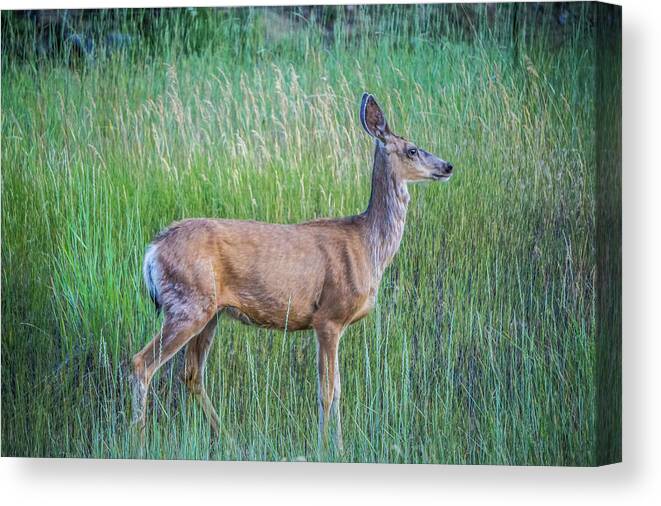 Red Canvas Print featuring the photograph Montana Red Deer Doe Grazing In Field #1 by Alex Grichenko