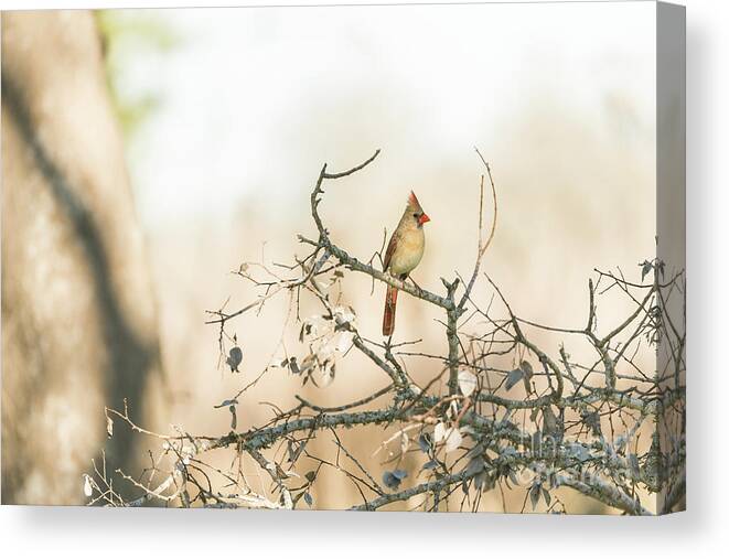 Bird Canvas Print featuring the photograph Morning Light #1 by Cathy Alba