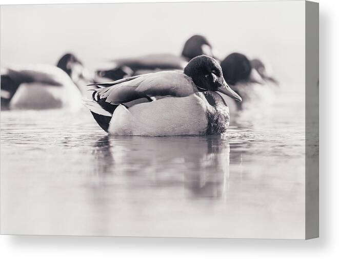 Duck Canvas Print featuring the photograph Morning Swim #2 by Annette Bush