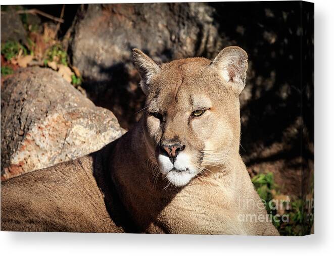 Full Canvas Print featuring the photograph Mountain Lion #2 by Richard Smith