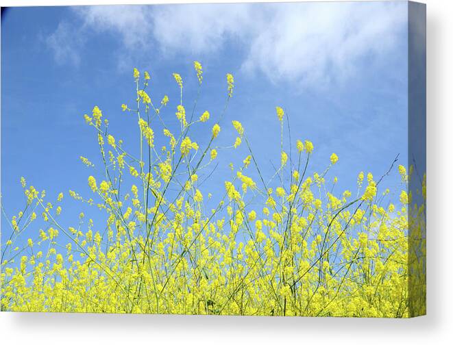 Field Canvas Print featuring the photograph Mustard Beauty #1 by Timothy OLeary