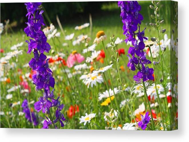 Flowers Canvas Print featuring the photograph NCDOT Planting #5 by Kathryn Meyer