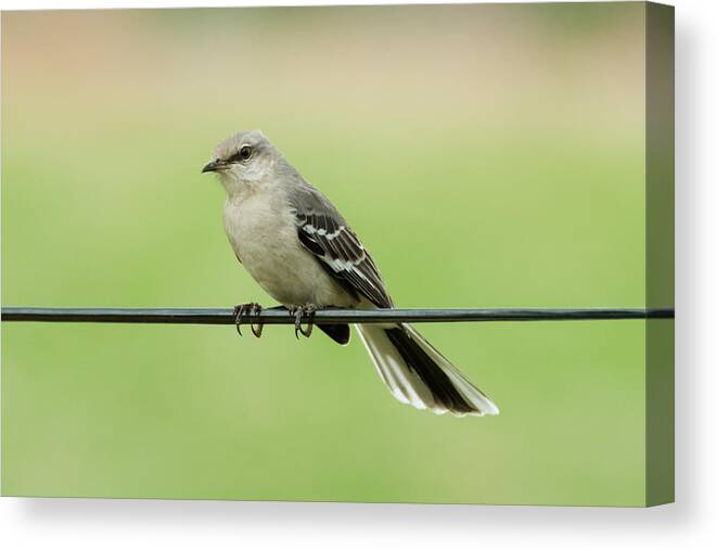 Bird Canvas Print featuring the photograph Northern Mockingbird by Holden The Moment