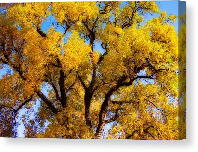 Gifts Canvas Print featuring the photograph Old Giant Autumn Cottonwood Orton #1 by James BO Insogna