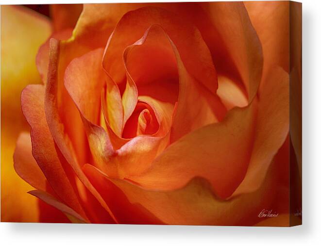 Orange Canvas Print featuring the photograph Orange Passion #1 by Diana Haronis