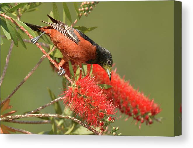 Bird Canvas Print featuring the photograph Orchard Oriole #1 by Alan Lenk