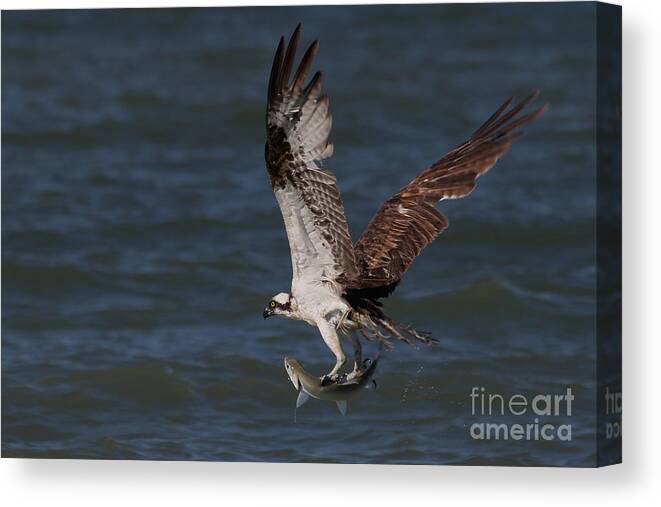 Osprey Canvas Print featuring the photograph Osprey in Flight #1 by Meg Rousher