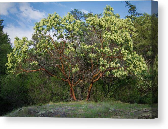 A. Menziesii Canvas Print featuring the photograph Pacific Madrone #1 by Richard Leighton