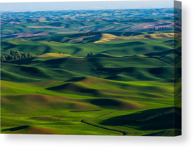 Landscape Canvas Print featuring the photograph Palouse wheat field #1 by Hisao Mogi