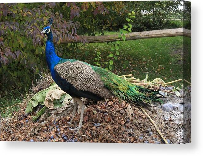 Peacock Canvas Print featuring the photograph Peacock #1 by Jackie Russo