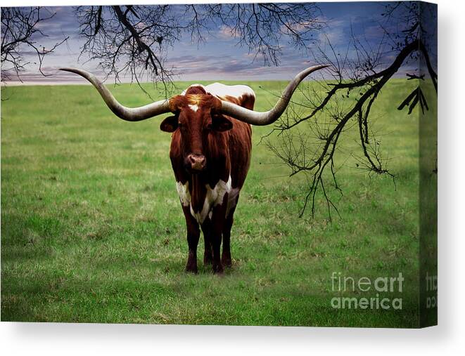 Acrylic. Canvas Print featuring the painting Photo Texas Longhorn A010816 by Mas Art Studio