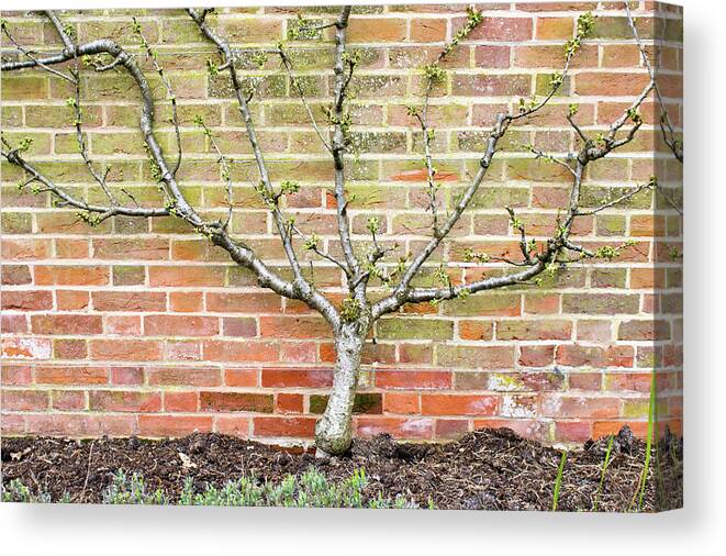 Agriculture Canvas Print featuring the photograph Pier railings #1 by Tom Gowanlock