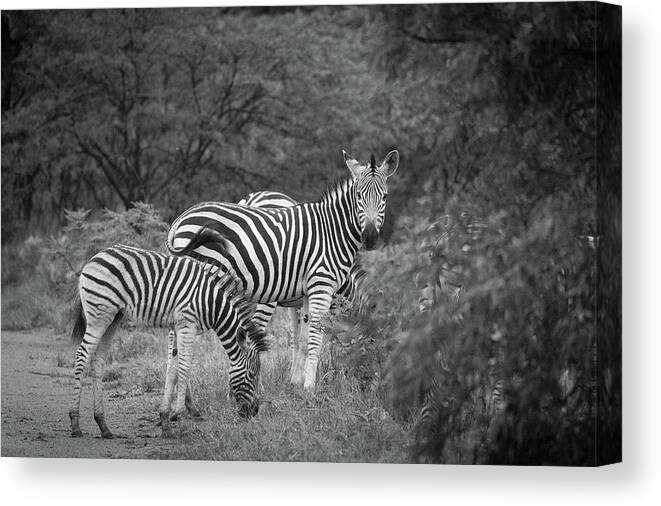 Mabula Private Game Lodge Canvas Print featuring the photograph Pilanesburg National Park 36 #1 by Erika Gentry