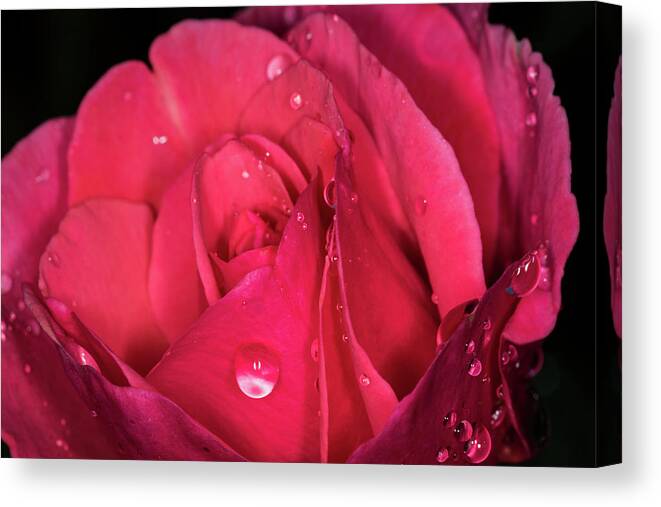 Jay Stockhaus Canvas Print featuring the photograph Pink Rose #1 by Jay Stockhaus