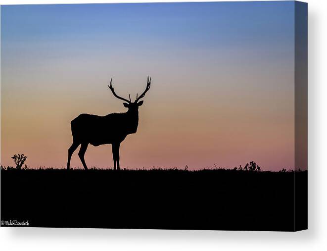 Elk Canvas Print featuring the photograph Point Reyes Elk #1 by Mike Ronnebeck