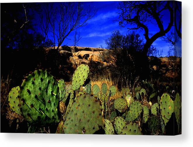 Landscapes Canvas Print featuring the photograph Prickly Pears Enchanted Rock Texas #1 by Tom Fant
