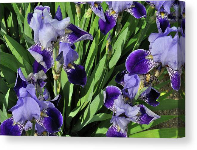 Iris Canvas Print featuring the photograph Purple Iris #1 by Diane Lent