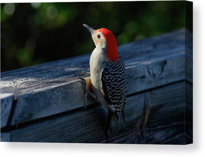 Bird Canvas Print featuring the photograph Red-bellied Woodpecker #1 by Les Greenwood