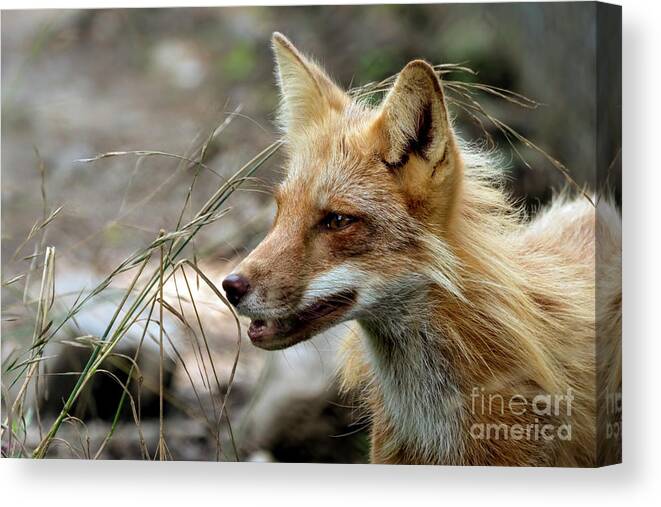 Fox Canvas Print featuring the photograph Red fox portrait #1 by Sam Rino