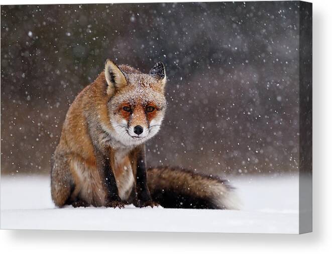 Fox Canvas Print featuring the photograph Red Fox Sitting in the Snow #1 by Roeselien Raimond