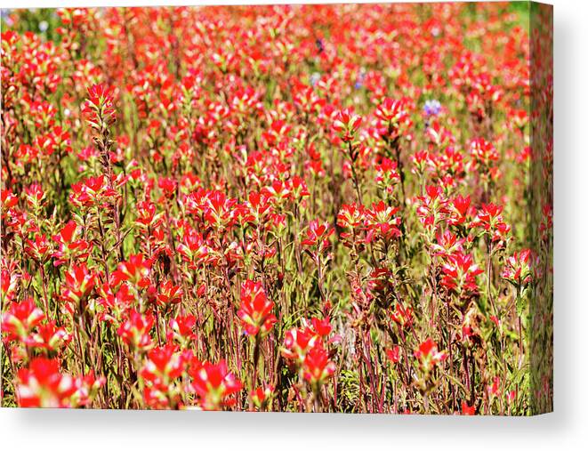 Austin Canvas Print featuring the photograph Red Texas Wildflowers #1 by Raul Rodriguez