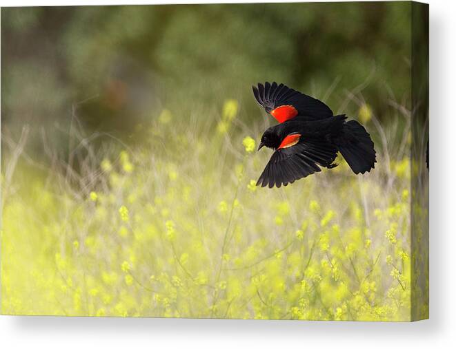 Blackbird Canvas Print featuring the photograph Red Winged Blackbird in Flight #1 by Susan Gary