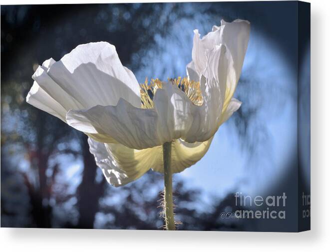 White Poppy Canvas Print featuring the photograph Reflection Yellow on White by Debby Pueschel