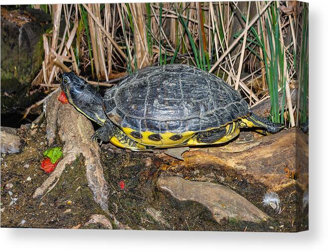 Turtle Canvas Print featuring the photograph Resting #1 by Robert Hebert