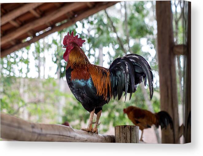 Rooster Canvas Print featuring the digital art Rooster #1 by Super Lovely