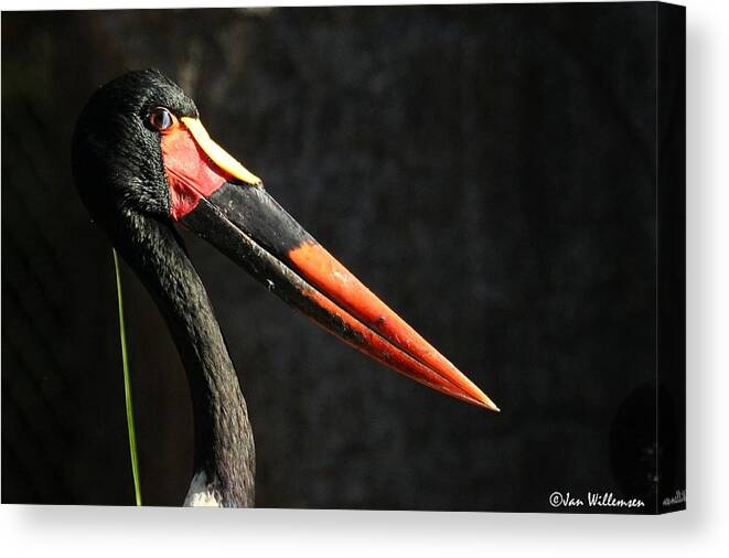 Saddle-billed Stork Canvas Print featuring the photograph Saddle-billed Stork #1 by Jackie Russo