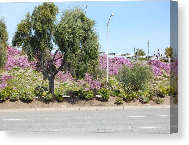 Springtime Canvas Print featuring the photograph Santa Clara Springtime #1 by Carolyn Donnell