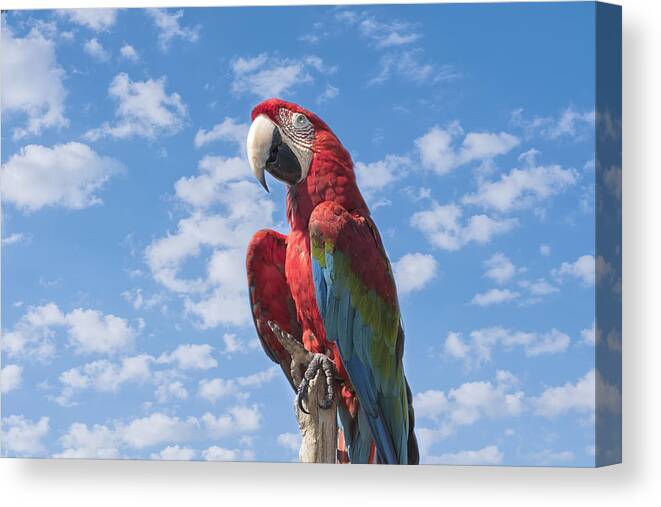 Macaw Canvas Print featuring the photograph Scarlet Macaw #2 by Kim Hojnacki