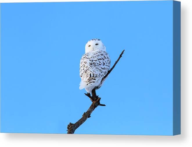 Rural Canvas Print featuring the photograph Snowy Owl #1 by Gary Hall