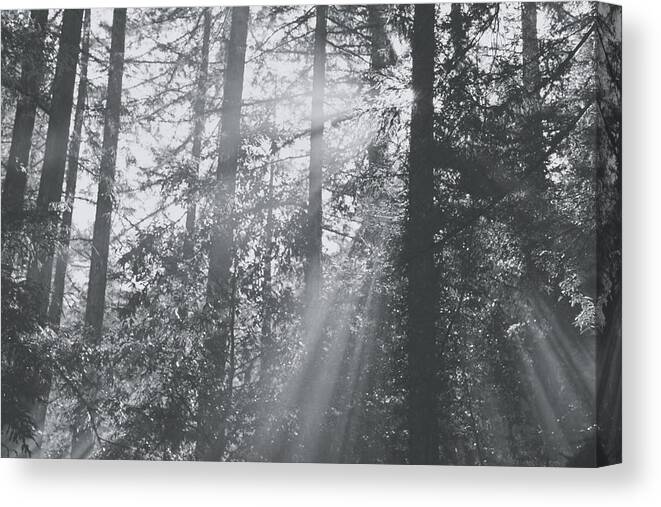 Samuel P. Taylor State Park Canvas Print featuring the photograph Splendor #1 by Laurie Search