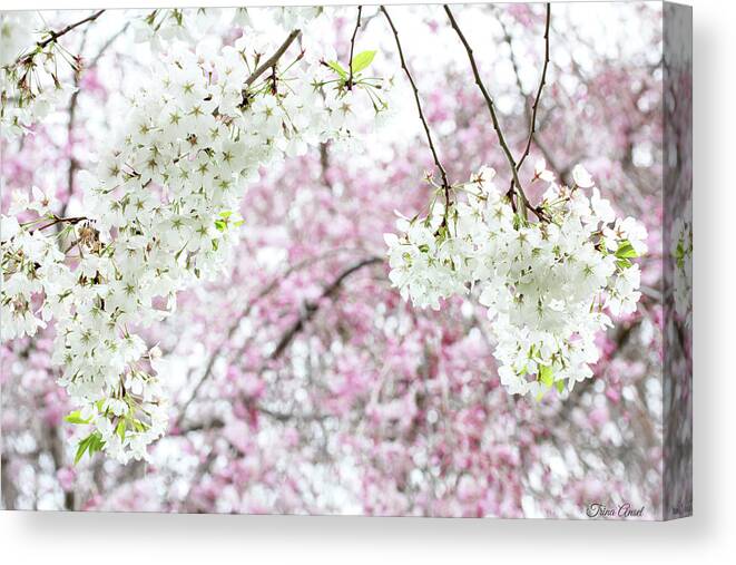 Flowers Canvas Print featuring the photograph Spring Cherry Blossoms #1 by Trina Ansel