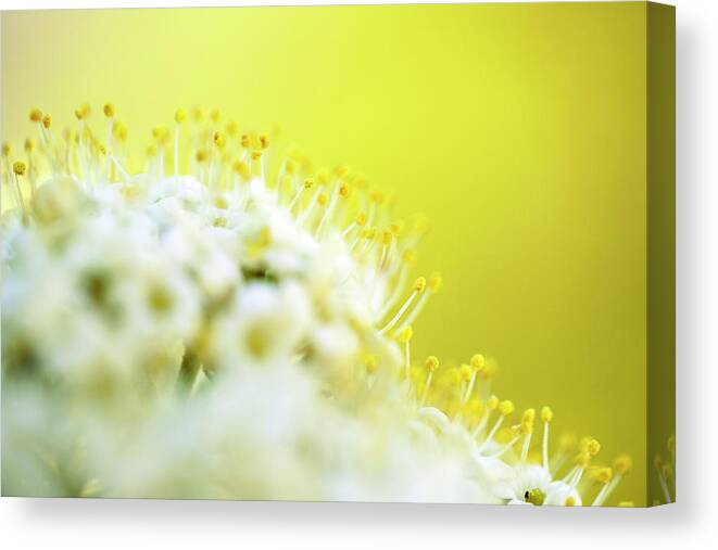 Tree Canvas Print featuring the photograph Spring Flowers #1 by Nailia Schwarz