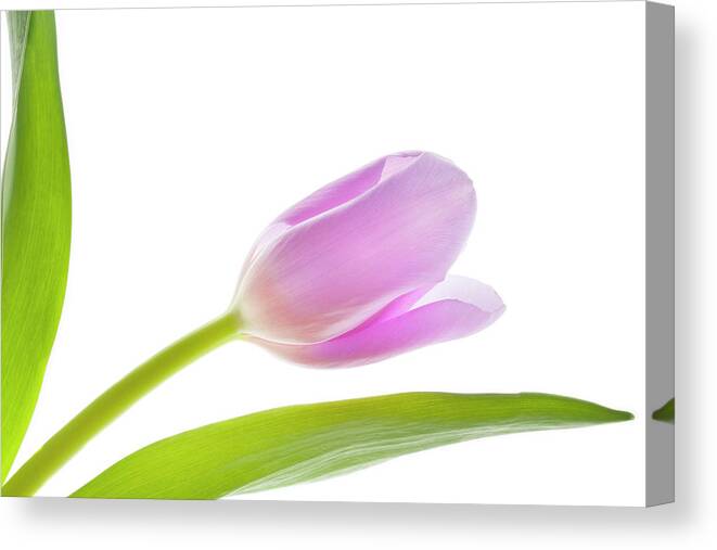 Tulip Canvas Print featuring the photograph Spring Has Sprung by Patty Colabuono